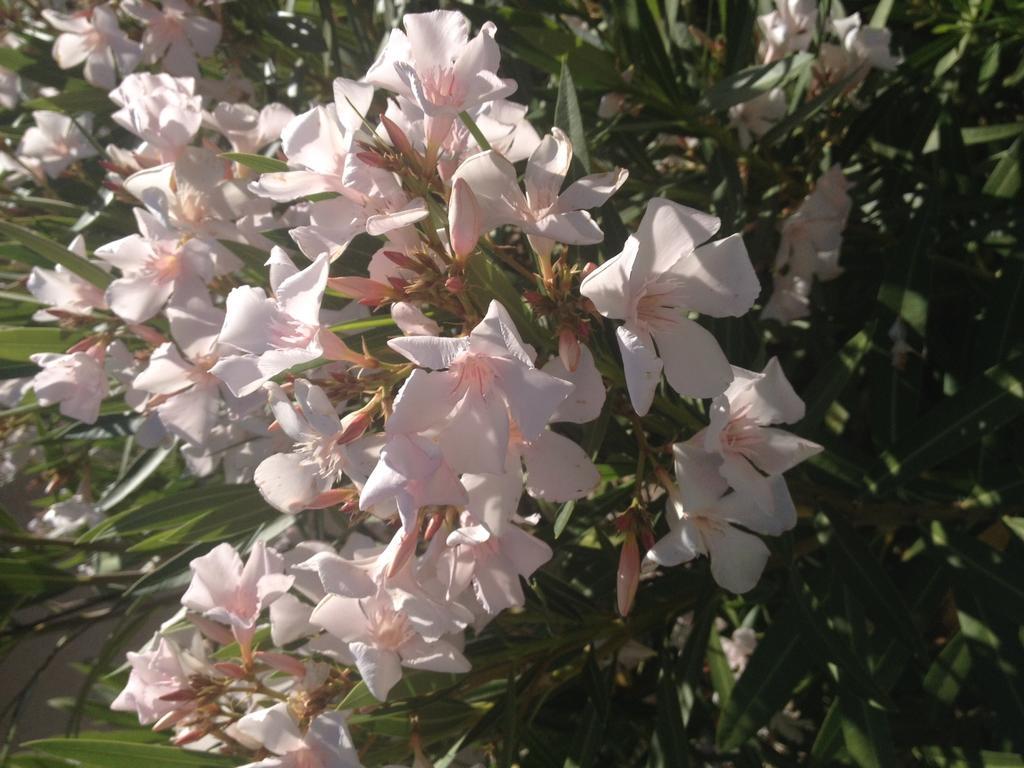 Domaine Des Buis Ξενοδοχείο Albon Εξωτερικό φωτογραφία